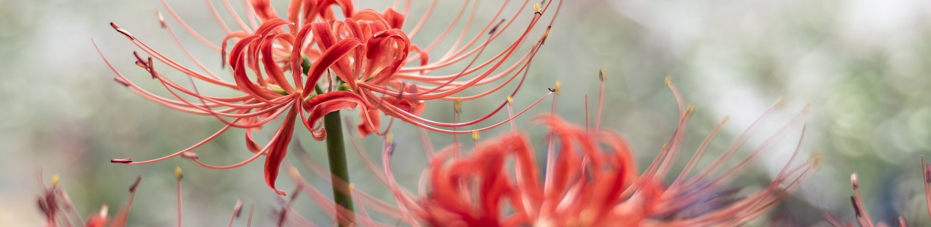 @Torii – the theme cafe